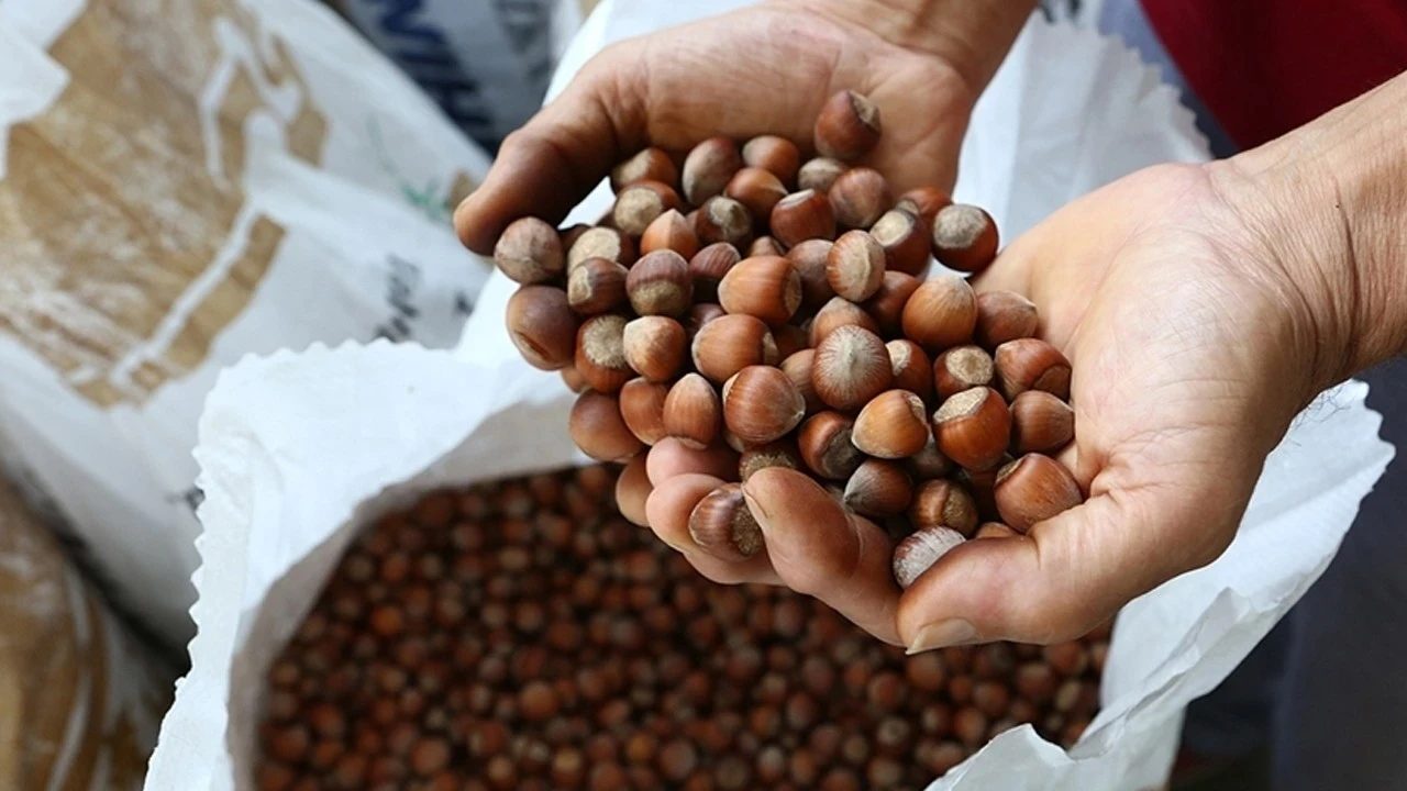 Fındık ihracatında miktar yüzde 36 düştü, gelir 2,5 milyar dolarda korundu