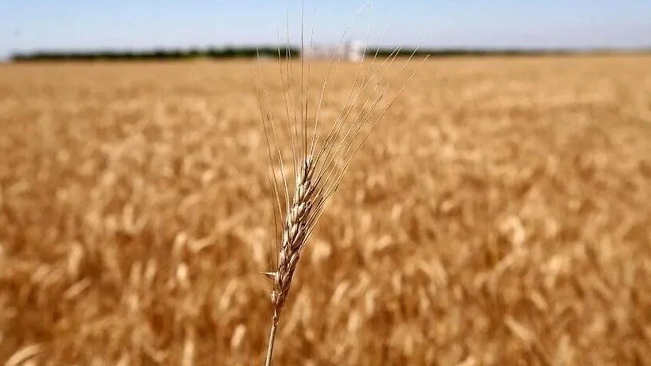 Yem fiyatları, Karadeniz'deki gemi çıkışlarının durmasıyla yeniden yükseldi